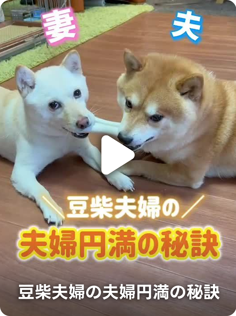 豆柴夫婦の夫婦円満の秘訣