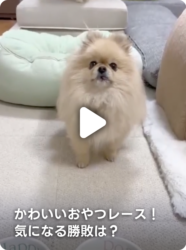 かわいいおやつレース！気になる勝敗は？