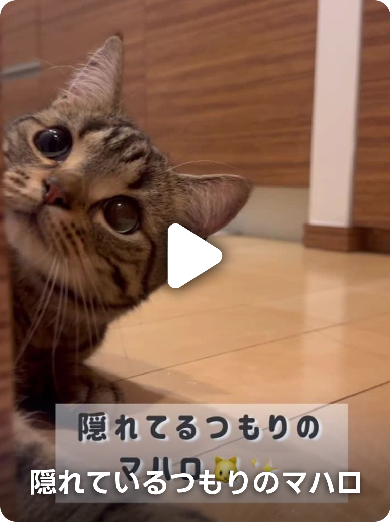隠れているつもりのマハロ