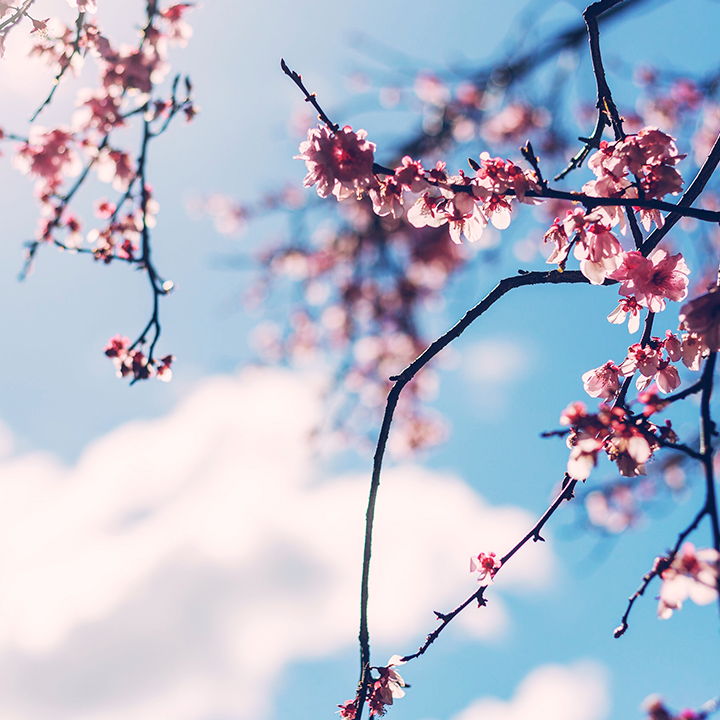 春色爛漫 用耳朵來場賞櫻之旅
