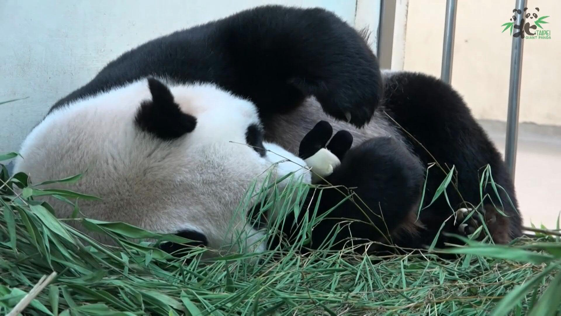 動画 赤ちゃんパンダは保育器に ぬいぐるみで母性育む 台北市立動物園