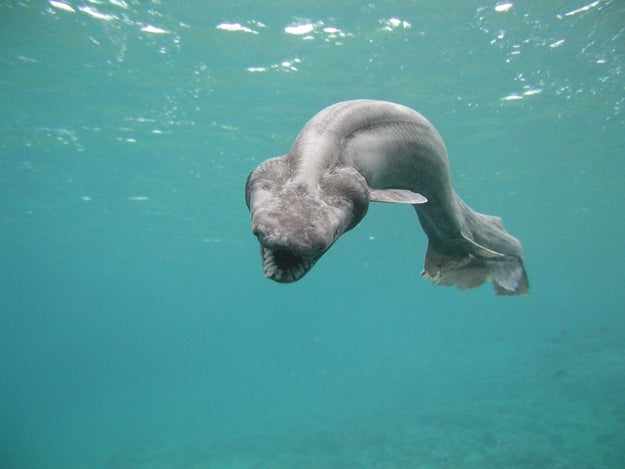 閲覧注意】見るだけもゾッとする 世界中の変な生き物たちを集め 閲覧注意】見るだけもゾッとする 世界中の変な生き物たちを集め