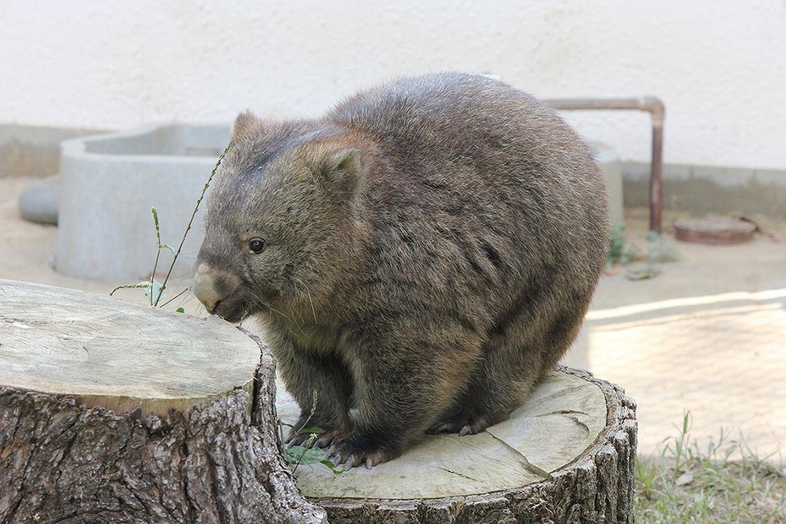 国内で6頭の珍獣・ウォンバット、日本で2番目に小さな動物園に4