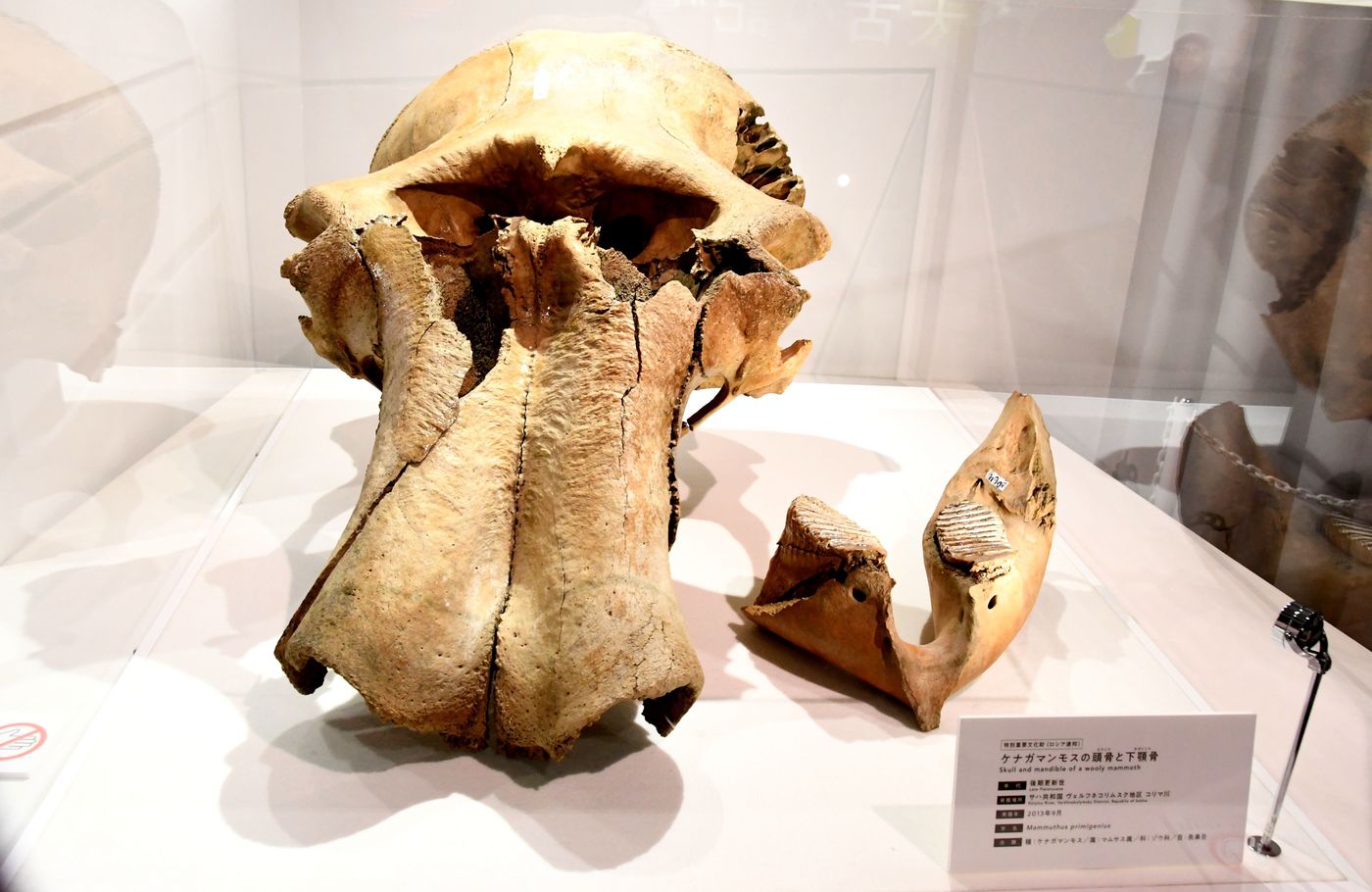 本物！マンモスの肉片　ミイラ　化石　組織 本物！マンモスの肉片ミイラ化石組織