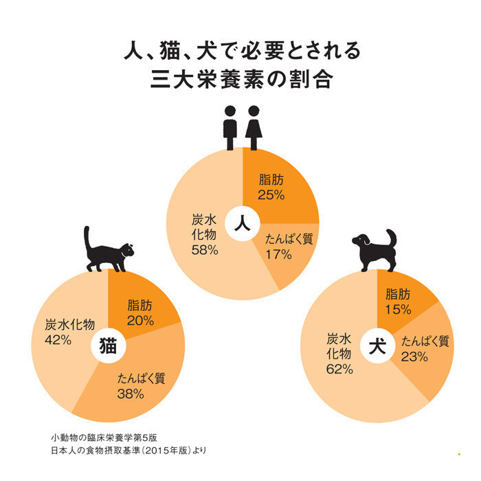 元気になる食べ物は？知っておきたい「猫の栄養学」（ねこのきもち WEB