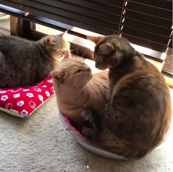 仲良し猫鍋♡ 【公式通販】