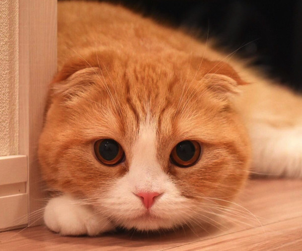 なにこれカワイイ♪ウサギを見つめたあとの、猫の行動とは（ねこのき