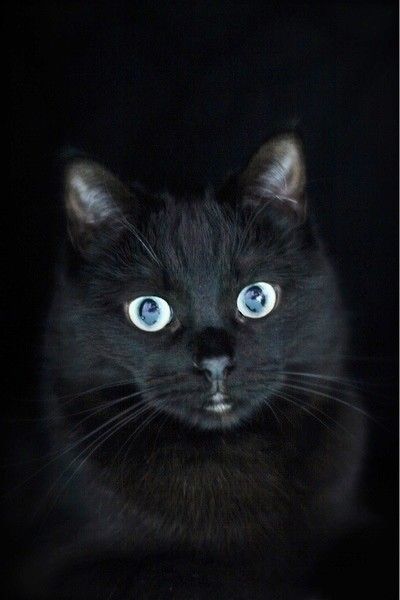 黒猫は日本最古の猫？「日本の猫」について（ねこのきもちNEWS）