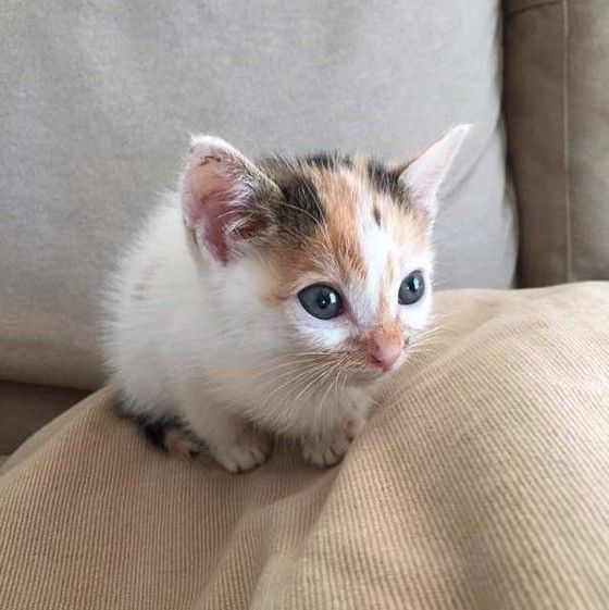 猫好き必見!人気猫種別☆超可愛い子猫の画像大特集!(ねこのき 猫好き必見!人気猫種別☆超可愛い子猫の画像大特集!(ねこのき