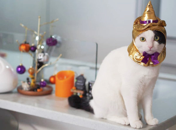 仮装しちゃうニャ！ 愛猫とハロウィンを楽しむための「マストアイテム