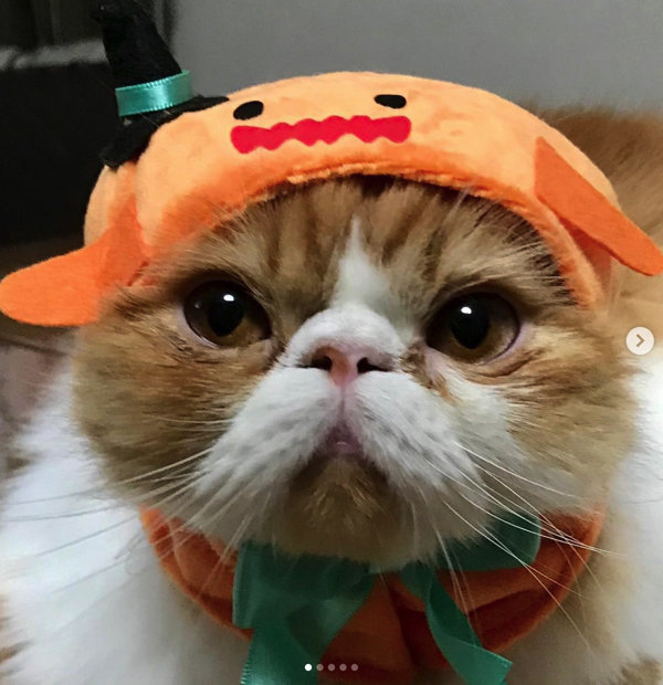 仮装しちゃうニャ！ 愛猫とハロウィンを楽しむための「マストアイテム