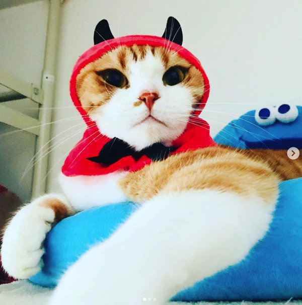仮装しちゃうニャ！ 愛猫とハロウィンを楽しむための「マストアイテム