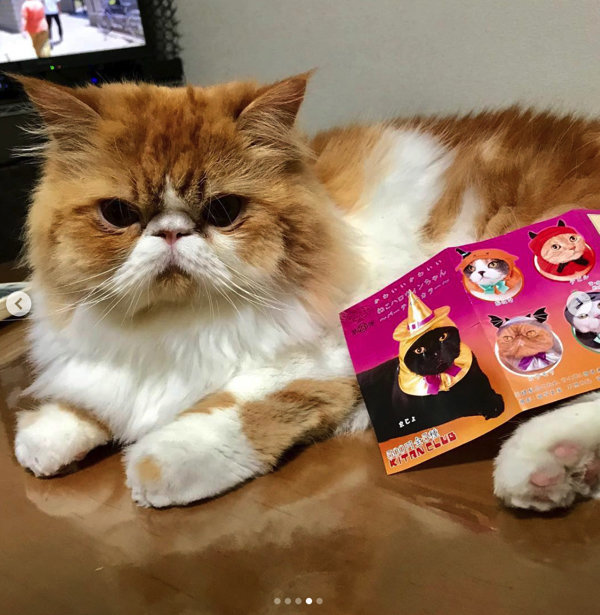仮装しちゃうニャ！ 愛猫とハロウィンを楽しむための「マストアイテム