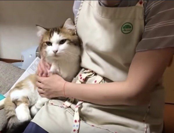 猫ママさん 見つめすぎッ！ママさんを独占して甘えまくる猫に悶絶♡（ねこのきもち