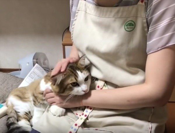 見つめすぎッ!ママさんを独占して甘えまくる猫に悶絶♡(ねこのきもち 見つめすぎッ!ママさんを独占して甘えまくる猫に悶絶♡(ねこのきもち