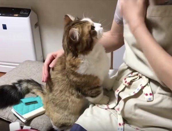 見つめすぎッ！ママさんを独占して甘えまくる猫に悶絶♡（ねこのきもち