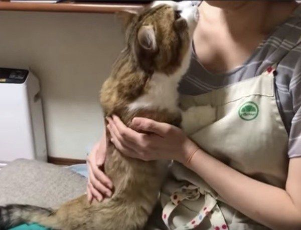 見つめすぎッ！ママさんを独占して甘えまくる猫に悶絶♡（ねこのきもち