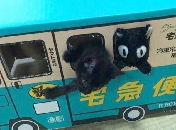 これが本当のクロネコ宅急便！？ダンボールで遊ぶ黒猫が♡（ねこのき