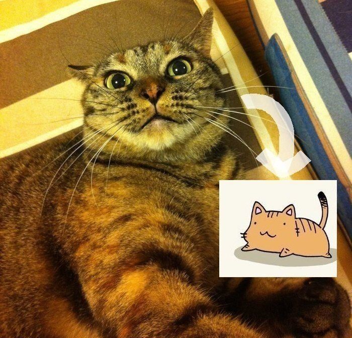 ポン太さんは、なぜ“魔性の猫”と呼ばれるのか。（ねこのきもちNEWS）