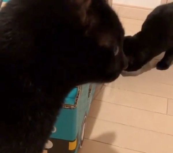 黒猫に宅急便トラックを見せてみたら…まさかの展開に？（ねこのきもち