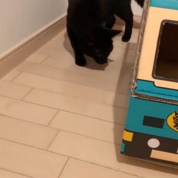 黒猫に宅急便トラックを見せてみたら…まさかの展開に？（ねこのきもち