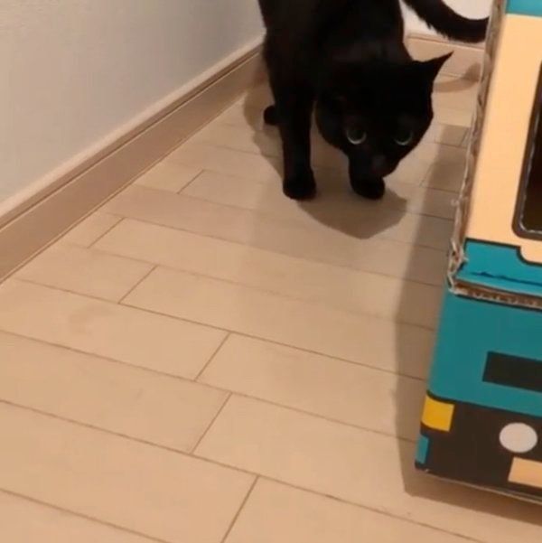 黒猫に宅急便トラックを見せてみたら…まさかの展開に？（ねこのきもち