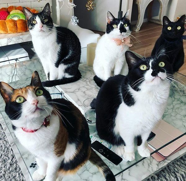 爆笑猫エッセイで話題 「猫マスター」響介さんって!?（ねこのきもちNEWS）