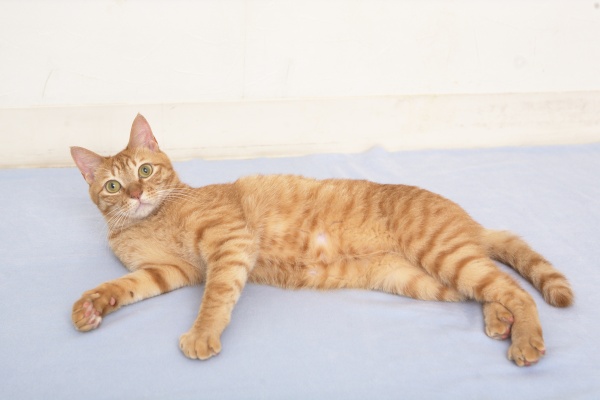 茶トラ」の猫が大きいってホント!?（ねこのきもちNEWS）