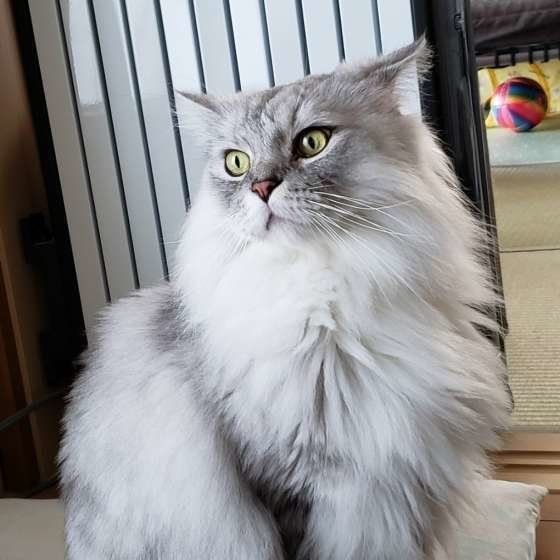 まるでぬいぐるみ！ ラガマフィンはどんな猫？（ねこのきもち WEB