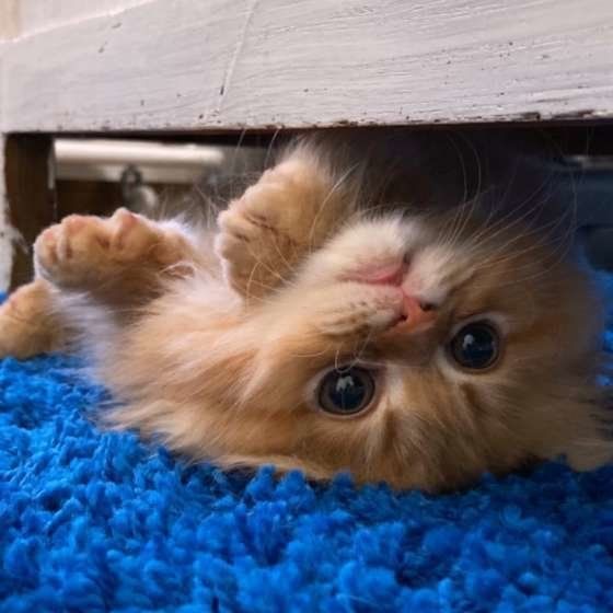 まるでぬいぐるみ！ ラガマフィンはどんな猫？（ねこのきもち WEB