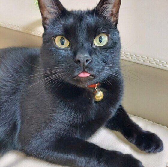 黒猫　世界の歴史 魅惑の黒猫 知られざる歴史とエピソード | ナタリー・セメニーク