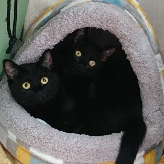 もっとも古い歴史をもつ猫?!【黒猫】の魅力を徹底追及！（ねこの