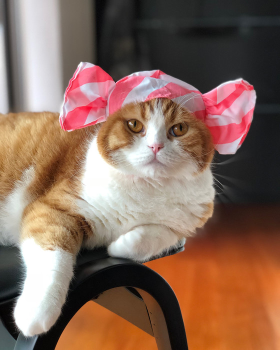苺キャンディ♡猫ちゃん 苺キャンディ♡猫ちゃん