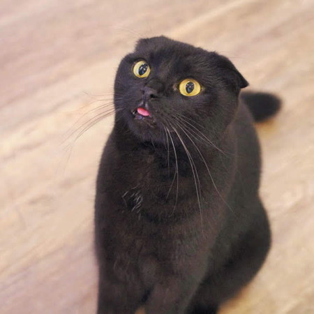 チョロ見え”がかわいい猫の舌、その知られざる秘密は?(ねこの チョロ見え”がかわいい猫の舌、その知られざる秘密は?(ねこの