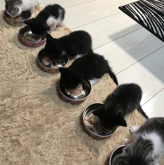子猫ちゃんたちがじゃれ合うかわいい姿がいっぱい！すねてる姿も
