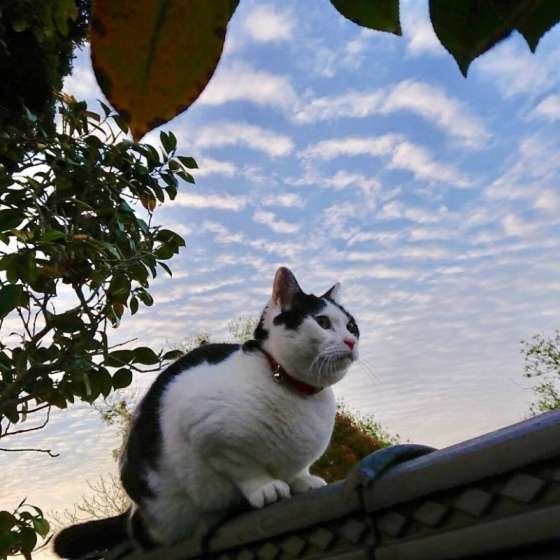 ハチワレ、ぶち、etc…白黒猫の人気と魅力をクローズアップ♪（ね