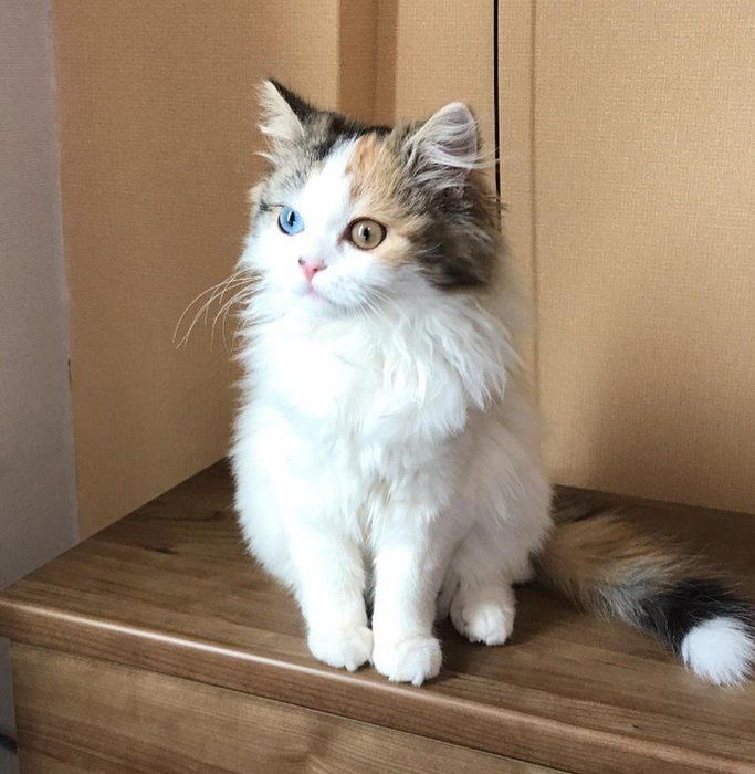 リクエスト❗️　きらめきニャンコ　「瞳はオッドアイ」 猫界のモデル姉妹!?左右の目の色が違う双子のにゃんこが美し