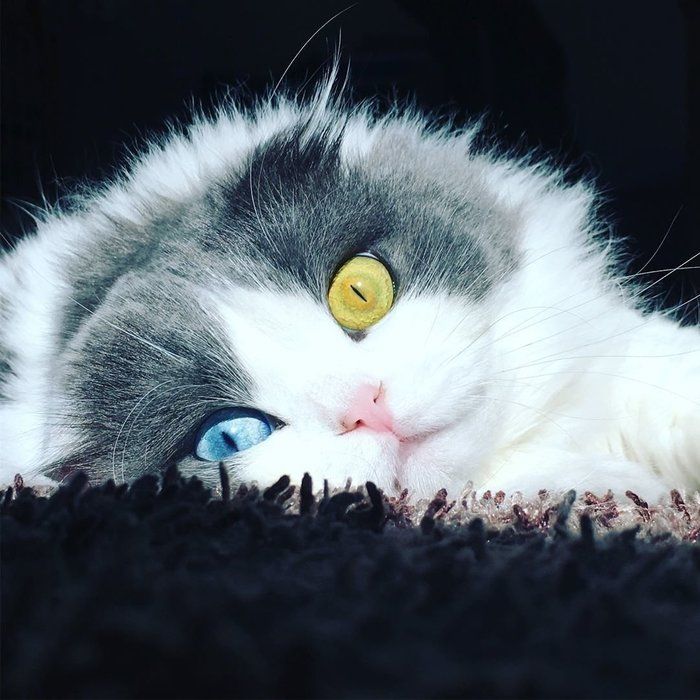 美しくて神秘的。魅力たっぷりな「オッドアイ」の猫たちを紹介