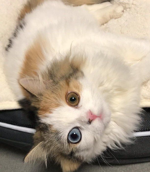 リクエスト❗️　きらめきニャンコ　「瞳はオッドアイ」 猫界のモデル姉妹!?左右の目の色が違う双子のにゃんこが美し