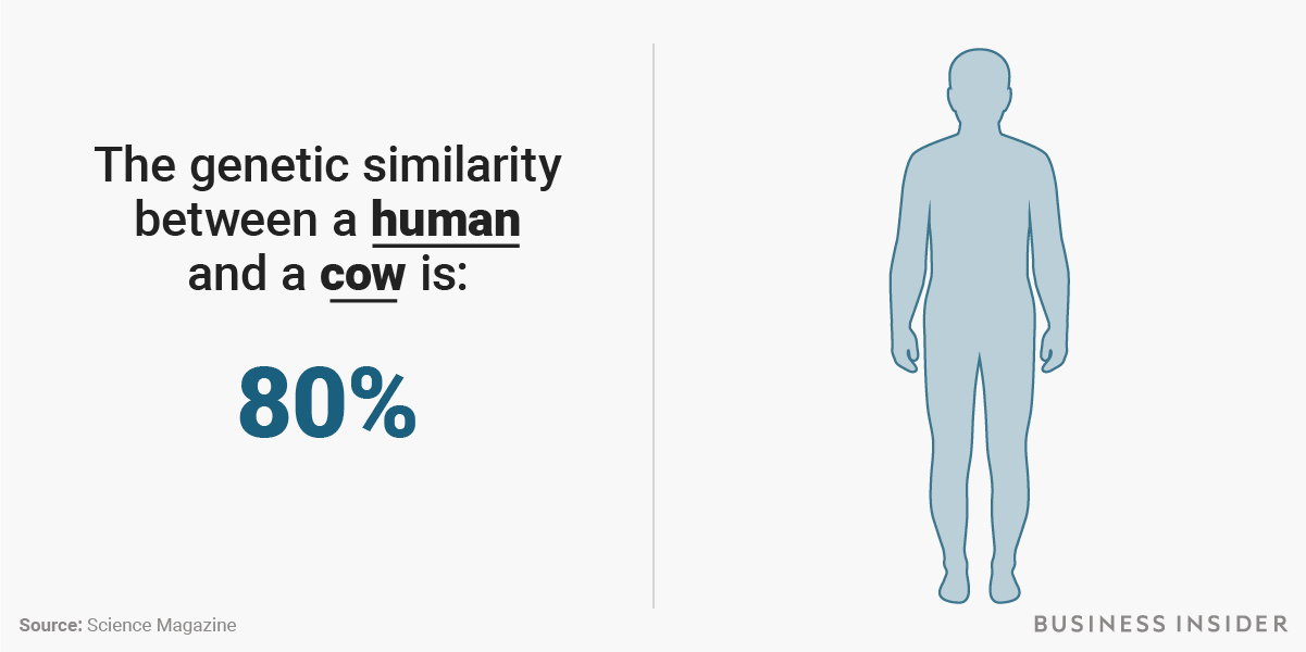 人間のDNAは、99.9％共通していた！ チンパンジー、ねこ、昆虫……ヒトと