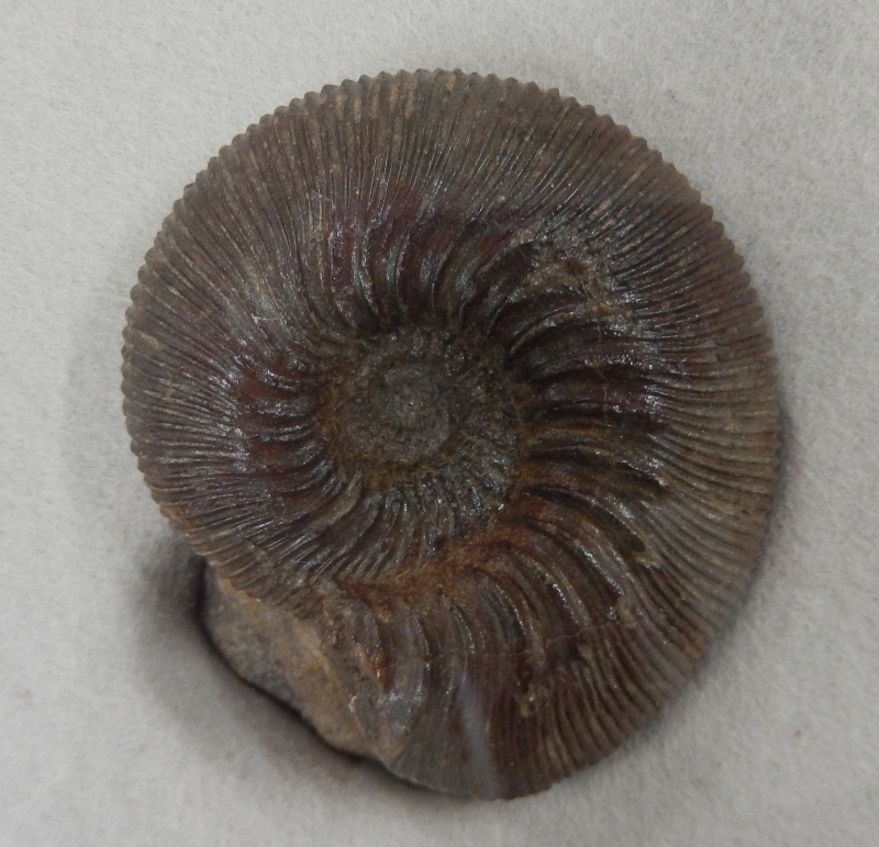 トリケラトプスの全身骨格標本やアンモナイトの化石など（Kiss PRESS）