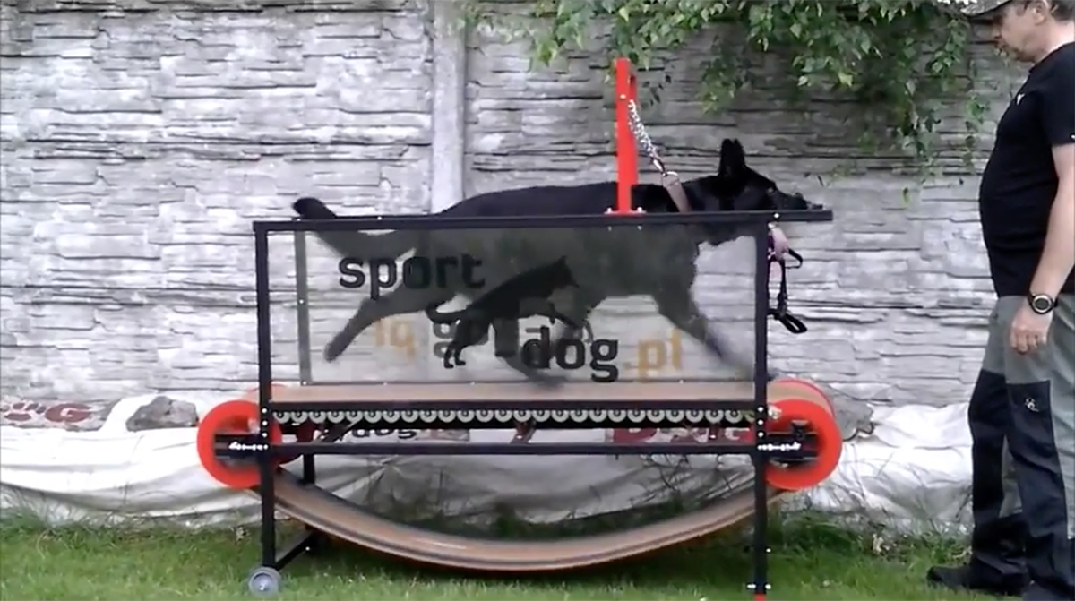 愛犬の健康のために。室内でお散歩できる犬用ランニングマシン（bouncy）