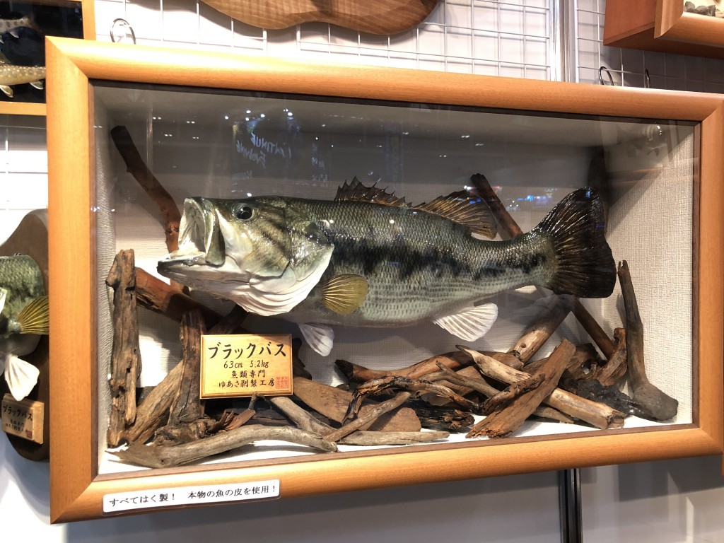 魚の剥製ってどうやって実現するの？プロに直接聞いてみた（ルアー