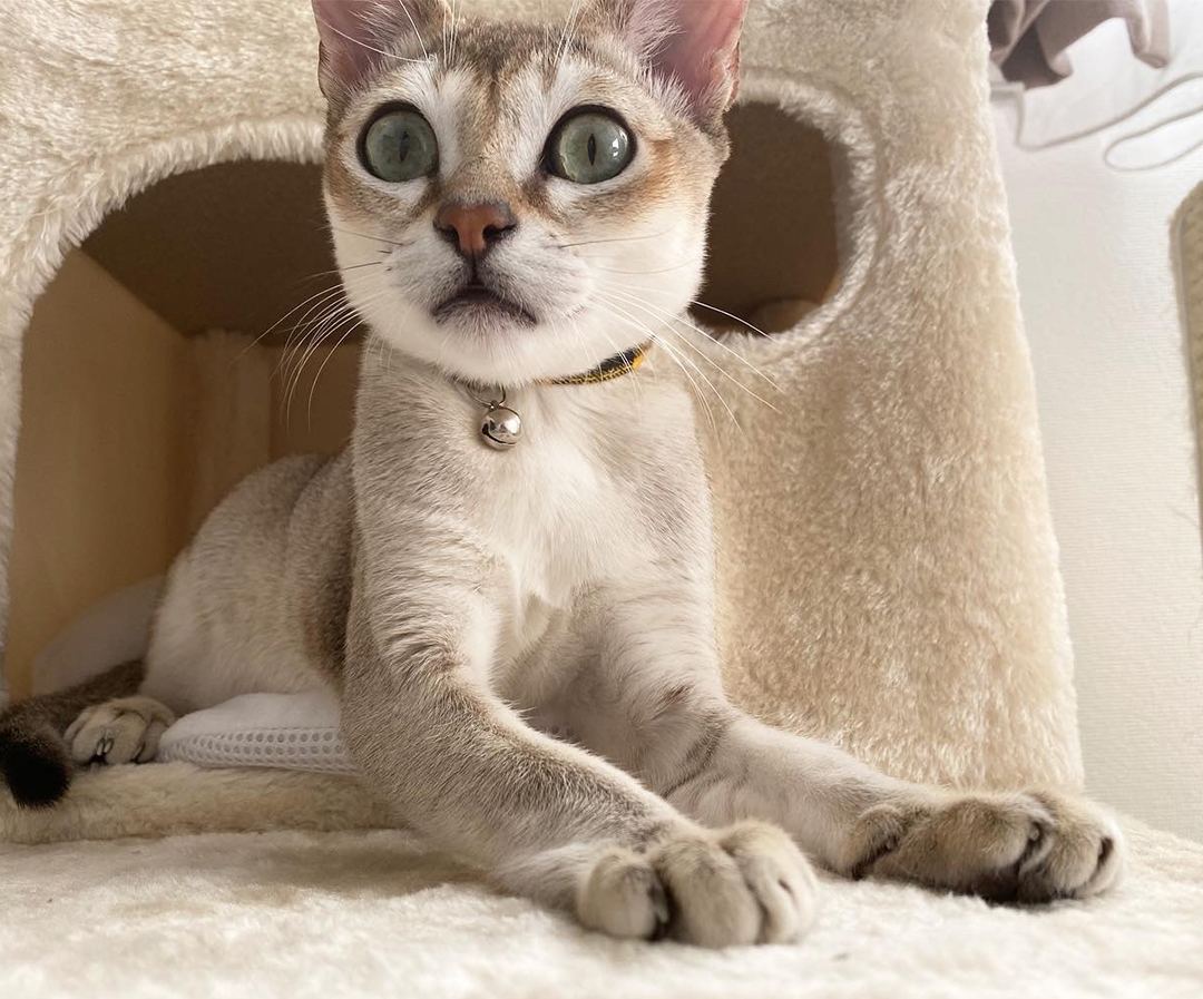 ノンノモデルが愛猫トーク♡ 貴島明日香のにゃんず通信 #02