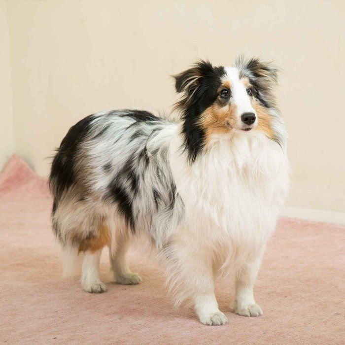 のんびりまったりがだ～いすき♡ 穏やかな犬種2選（いぬのきもち WEB