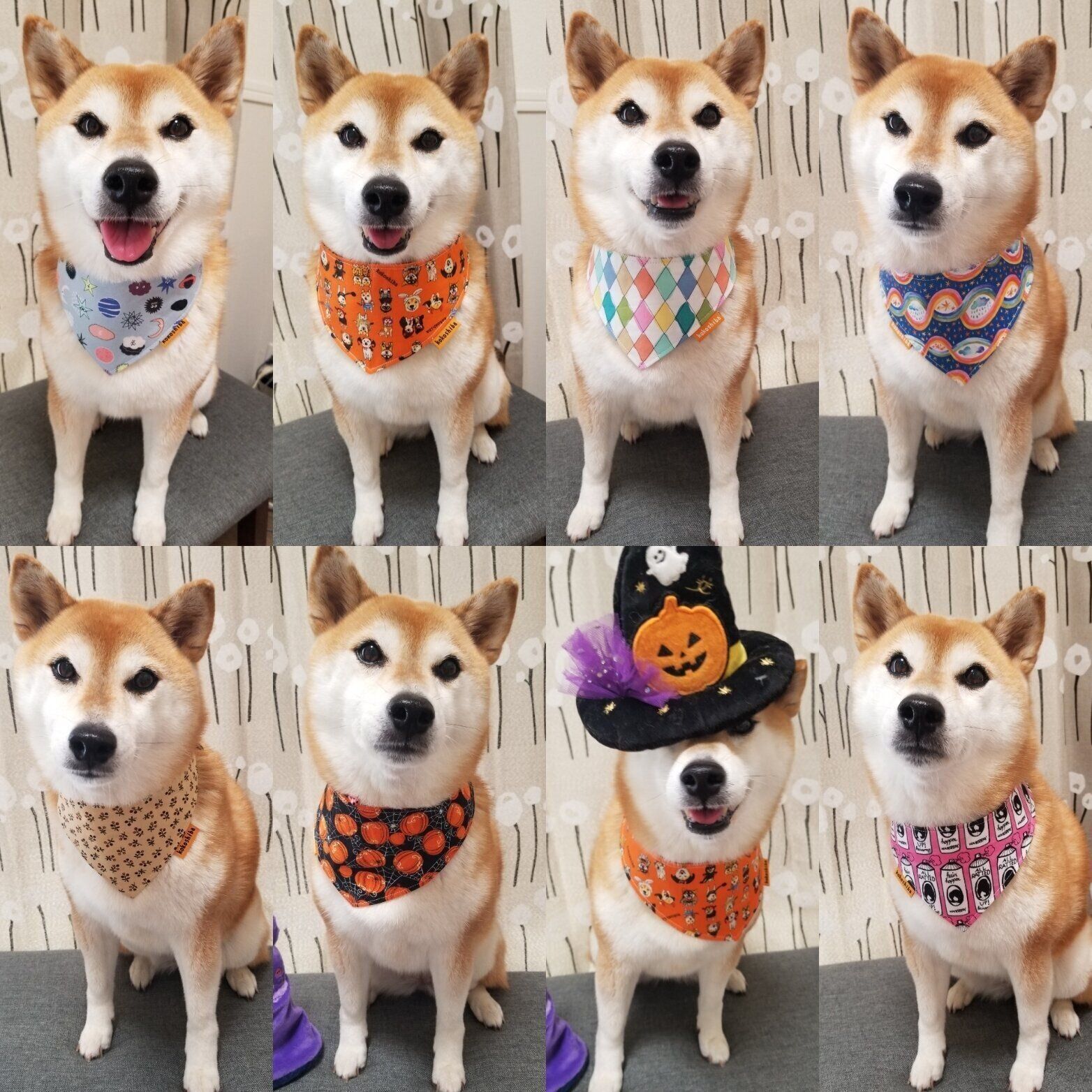 ☆んこべえ☆ 伏せ寝柴犬・バンダナ柴犬　計２点 柴犬、バンダナが似合いすぎませんか？｜連載「ここ掘れここ柴
