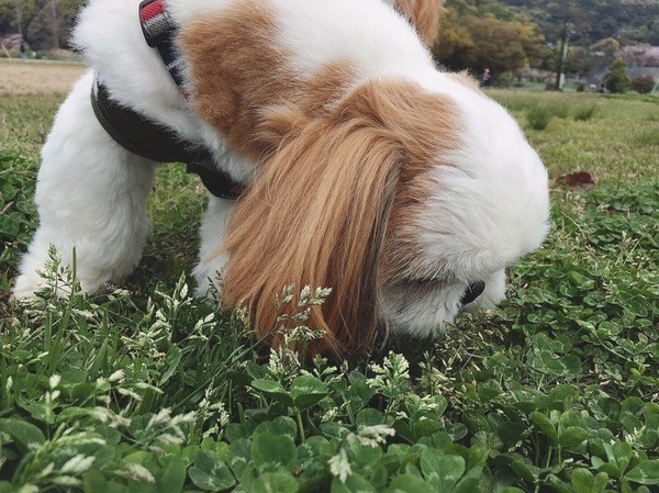 犬のオモシロ習性｜犬があちこち「くんくん」する理由を徹底解説