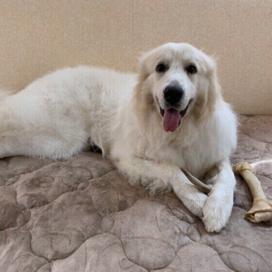 白くてモフモフの大型犬！ サモエドとグレート・ピレニーズって