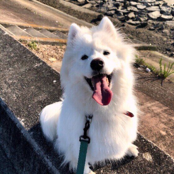 ペットのリード掛け　サモエド、ピレニーズ 白くてモフモフの大型犬！ サモエドとグレート・ピレニーズって