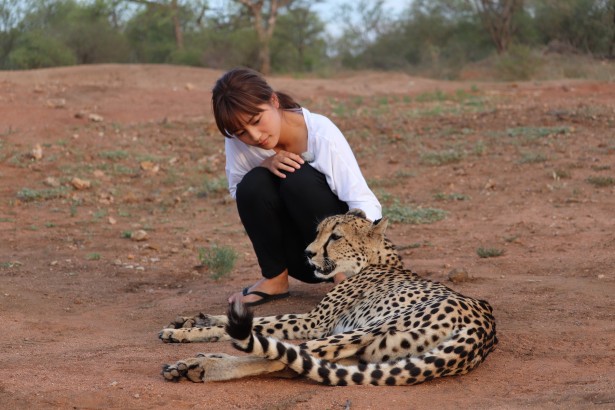 川口春奈、アフリカでチーターと触れ合い「大きな猫みたいで